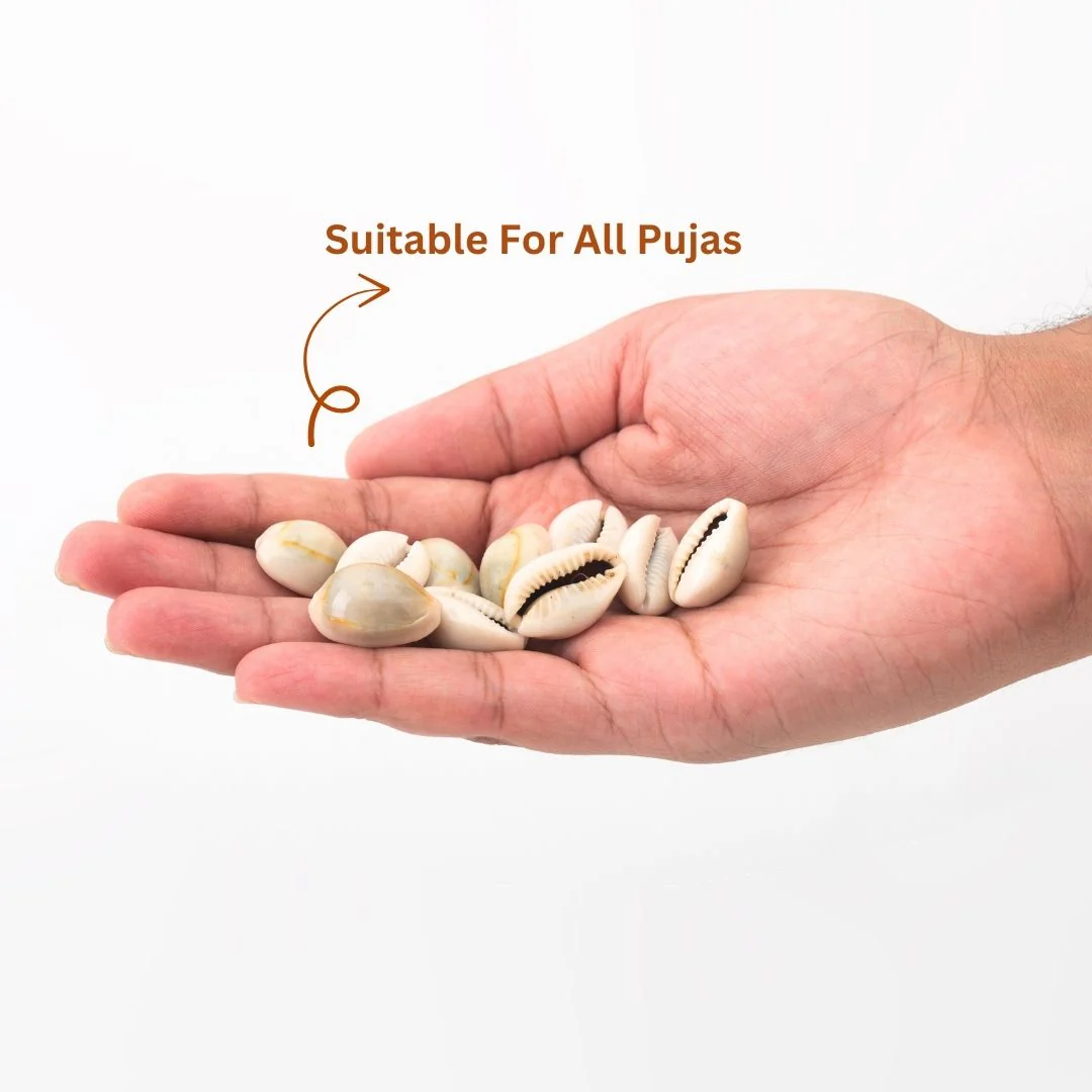 Kaudi (Cowrie, Koudi, Kodi Shells) – Pack of 11 Pcs, 21 Pcs & 51 Pcs - Image 4