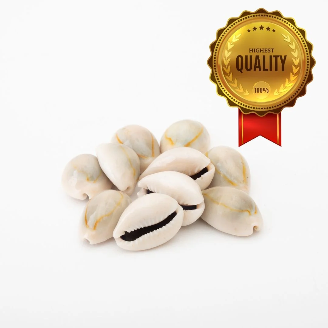 Kaudi (Cowrie, Koudi, Kodi Shells) – Pack of 11 Pcs, 21 Pcs & 51 Pcs - Image 6